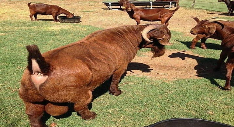 Kalahari goats for sale