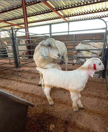 boer goats for sale