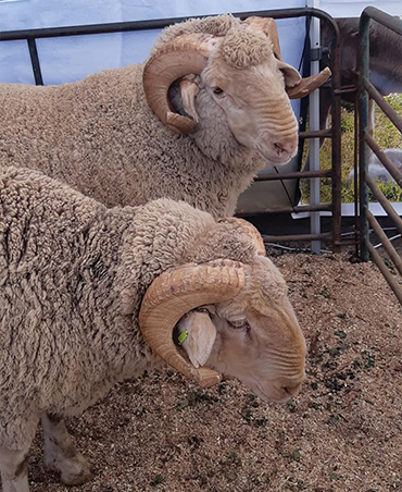 sheep for sale