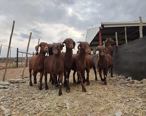 Goats for sale