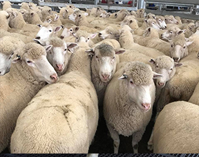 Merino sheep for sale